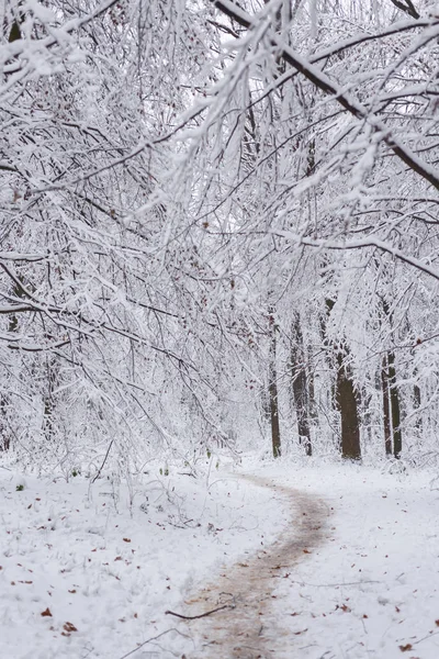 Vinter bakgrund, träd i snön — Stockfoto
