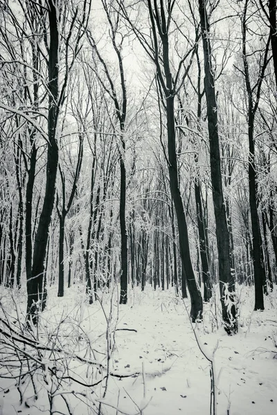 Vacker vinter snöig skog — Stockfoto