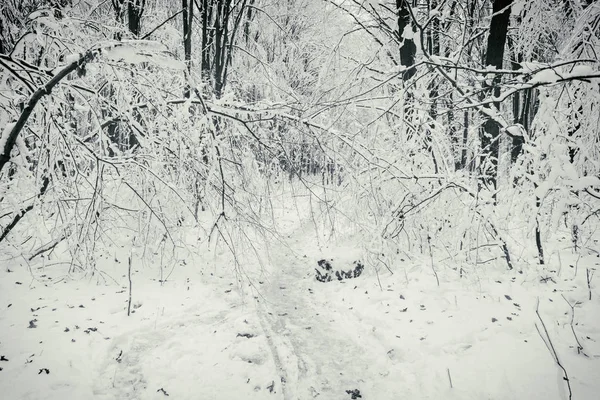 Vacker vinter snöig skog — Stockfoto