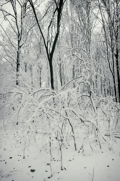 Bonito inverno floresta nevada — Fotografia de Stock