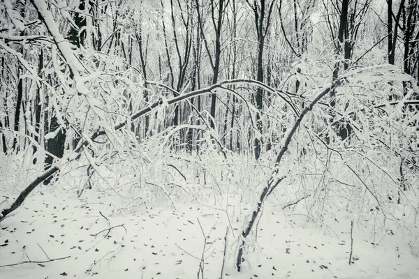 Прекрасний зимовий засніжений ліс — стокове фото