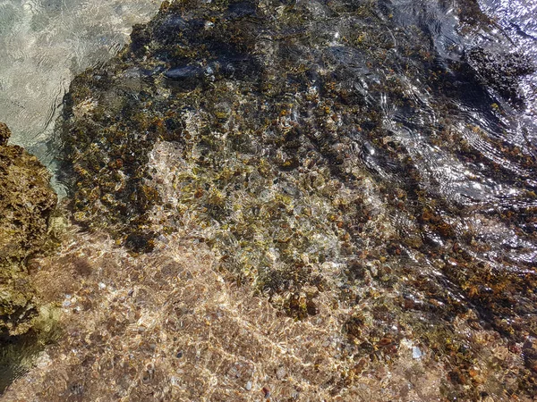 돌에의 조개 류 자연의 아름다움. — 스톡 사진