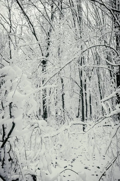 Vacker vinter snöig skog — Stockfoto