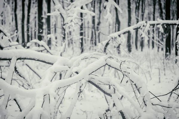 Красивый зимний снежный лес — стоковое фото