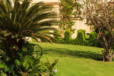 Bahçe ve peyzaj tasarımı. Güzel çiçekler ve çalılar.