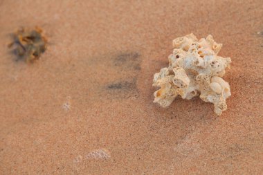 mercan kum üzerinde