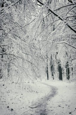 Kış arka plan, ağaçlar karda