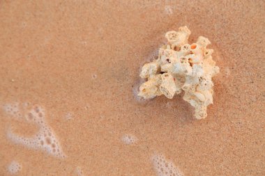 mercan kum üzerinde