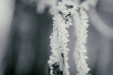 Kış arka plan, ağaçlar karda