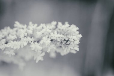 Kış arka plan, ağaçlar karda