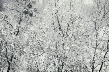 Kış arka plan, ağaçlar karda