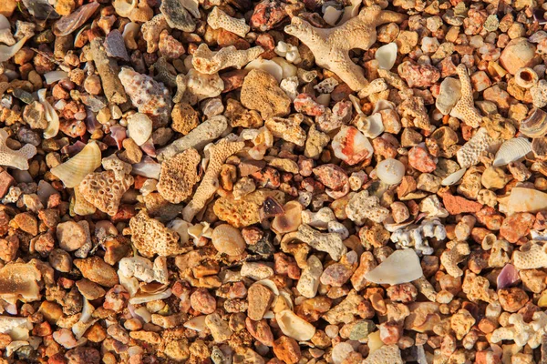 Morski piasek i korale — Zdjęcie stockowe