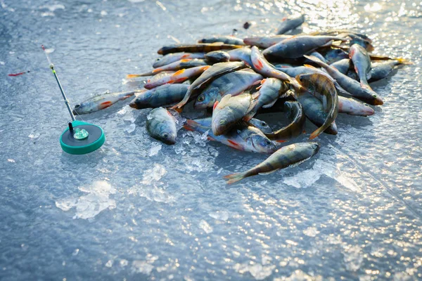 IJsvissen. Winter vissen — Stockfoto