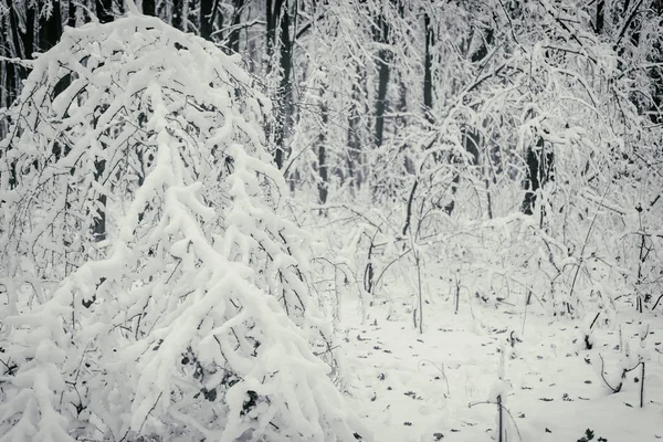 Fundo de inverno, árvores na neve — Fotografia de Stock