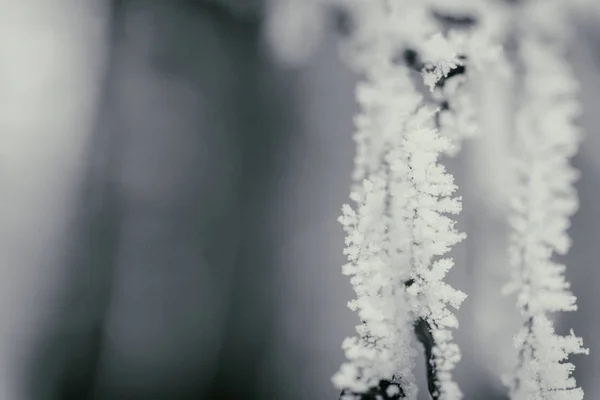 Fundo de inverno, árvores na neve — Fotografia de Stock