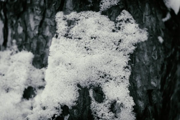 Vinterbakgrunn, trær i snøen – stockfoto