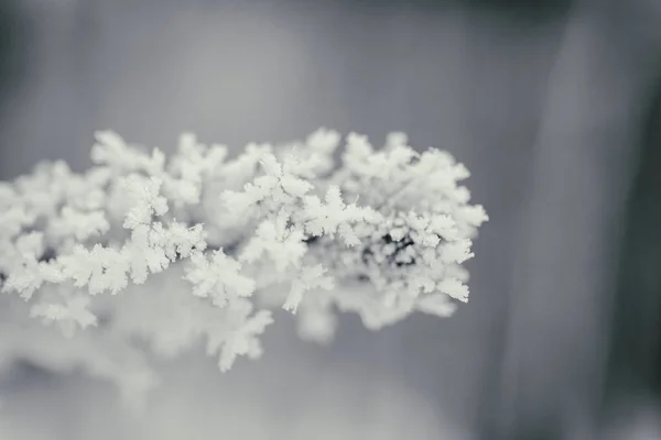 Winter achtergrond, bomen in de sneeuw — Stockfoto