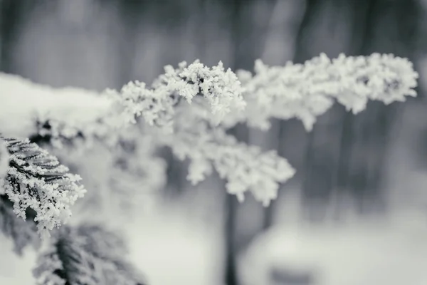 Зимний фон, деревья в снегу — стоковое фото