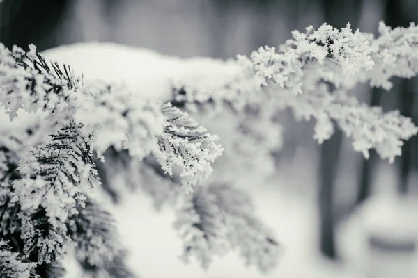 Winter background, trees in the snow — Stock Photo, Image