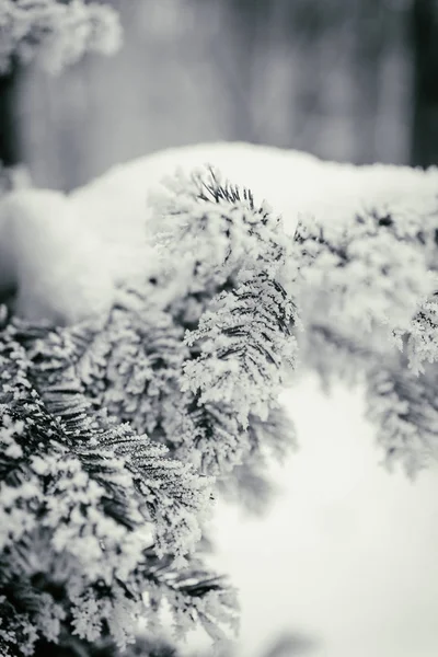 Winter background, trees in the snow — Stock Photo, Image