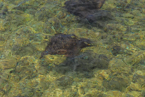 가오리는 물에서 수영 — 스톡 사진