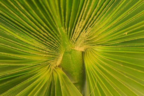 Palma de close-up. Schoonheid van de natuur. — Stockfoto