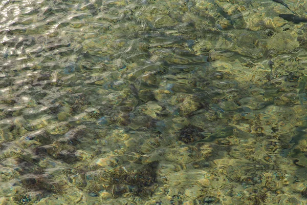 Las rayas nadan en el agua —  Fotos de Stock