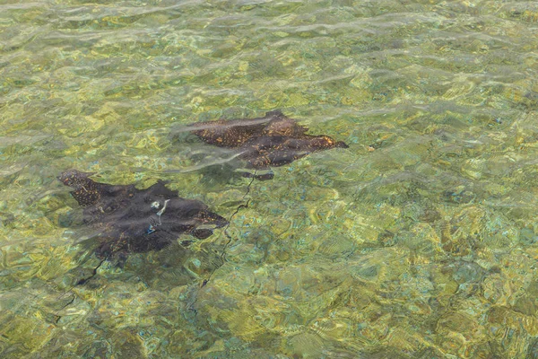 Stingrays nuotare in acqua — Foto Stock