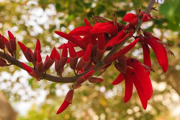 Blomma närbild. Naturens skönhet. — Stockfoto