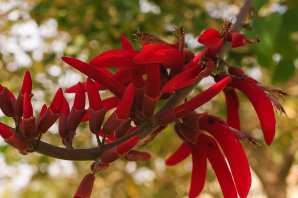 Blomma närbild. Naturens skönhet. — Stockfoto