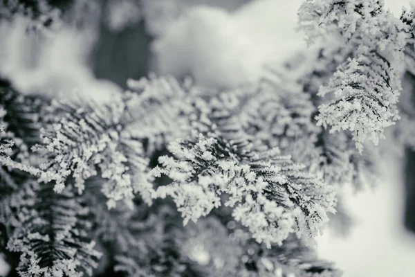 Fir branches with hoarfrost — Stock Photo, Image