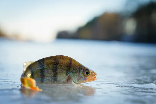 Pesca de Inverno, pesca de gelo — Fotografia de Stock