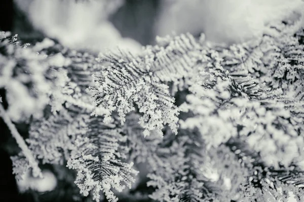 Fir branches with hoarfrost — Stock Photo, Image