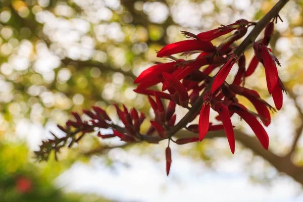 Blomma närbild. Naturens skönhet. — Stockfoto