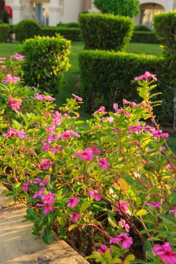 Bahçe ve peyzaj tasarımı. Güzel çiçekler ve çalılar.