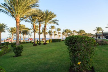 Bahçe ve peyzaj tasarımı. Güzel çiçekler ve çalılar.