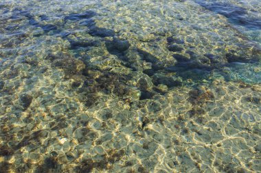 Stingray ve diğer balık su