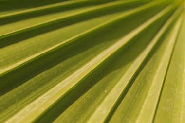 palmiye yaprağı yakın çekim