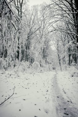 Hoarfrost üzerinde güzel kış arka plan closeup ağaçlar