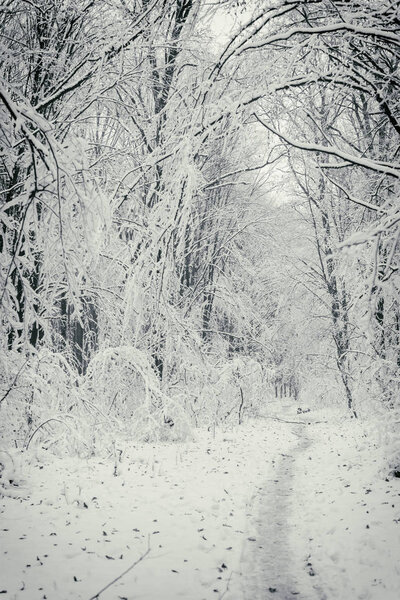 Winter, frost, forest in snow