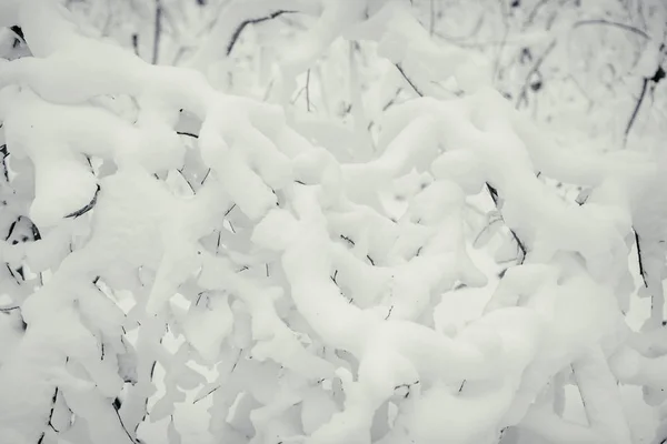 Χειμώνα, παγετό, δάσος στο χιόνι — Φωτογραφία Αρχείου
