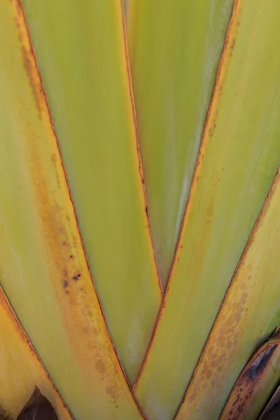 Folha de palma close-up — Fotografia de Stock