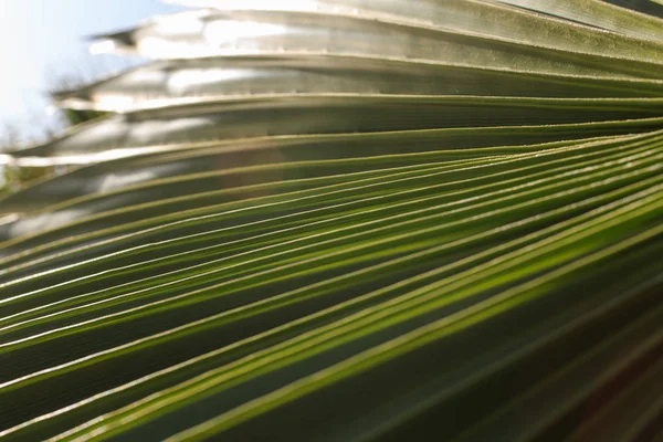 Folha de palma close-up — Fotografia de Stock