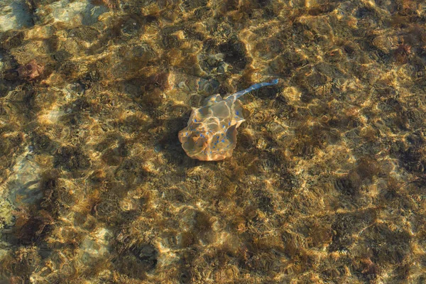 Stingray e altri pesci in acqua — Foto Stock