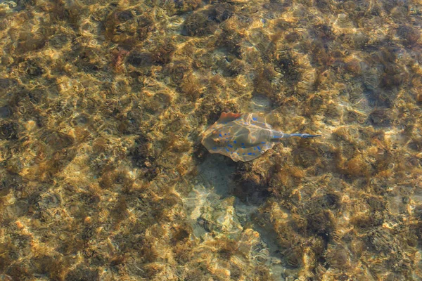 Stingray e altri pesci in acqua — Foto Stock