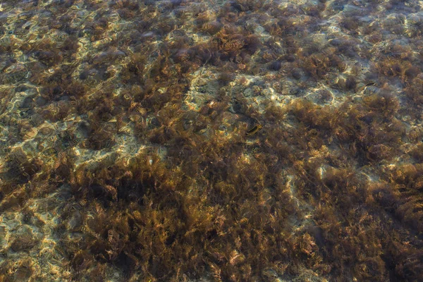 가오리와 다른 물고기는 물에서 — 스톡 사진