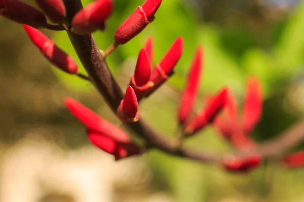 Blomma närbild. Naturens skönhet. — Stockfoto