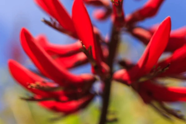 Blomma närbild. Naturens skönhet. — Stockfoto