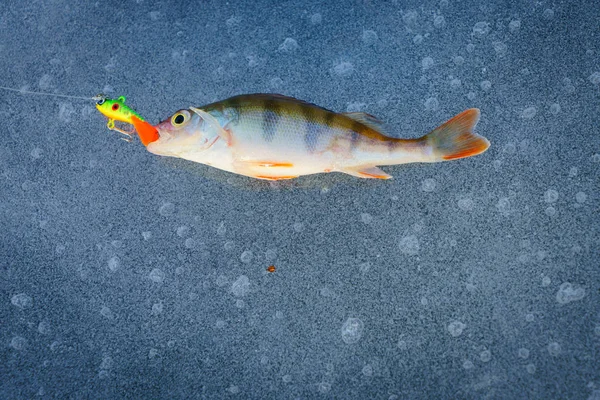 Ice fishing. Winter fishing — Stock Photo, Image