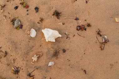 Kabukları ve Mercan Denizi